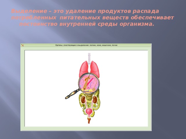 Выделение – это удаление продуктов распада потребленных   питательных веществ обеспечивает    постоянство внутренней среды организма.