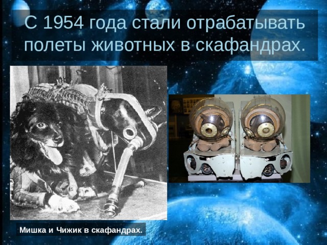 С 1954 года стали отрабатывать полеты животных в скафандрах. Мишка и Чижик в скафандрах.