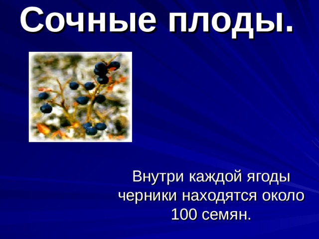 Сочные плоды. Внутри каждой ягоды черники находятся около 100 семян.