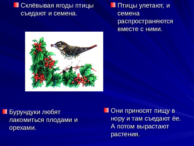 Склёвывая ягоды птицы съедают и семена. Птицы улетают, и семена распространяются вместе с ними. Они приносят пищу в нору и там съедают ёе. А потом вырастают растения. Бурундуки любят лакомиться плодами и орехами.