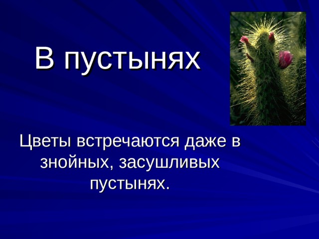 В пустынях Цветы встречаются даже в знойных, засушливых пустынях.