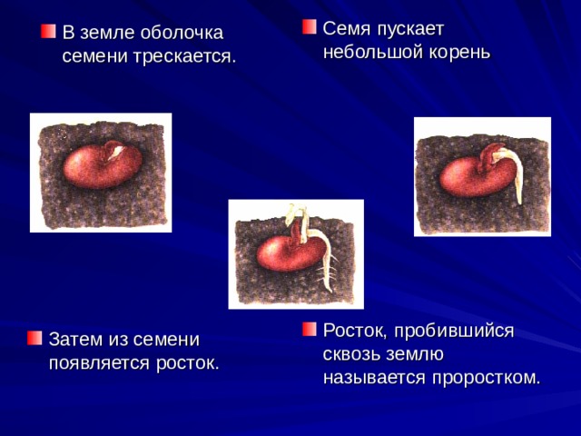 Семя пускает небольшой корень В земле оболочка семени трескается. Росток, пробившийся сквозь землю называется проростком. Затем из семени появляется росток.