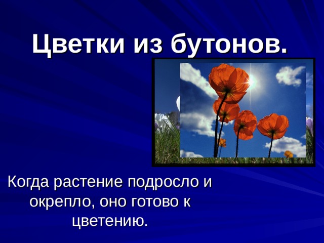 Цветки  из бутонов. Когда растение подросло и окрепло, оно готово к цветению.