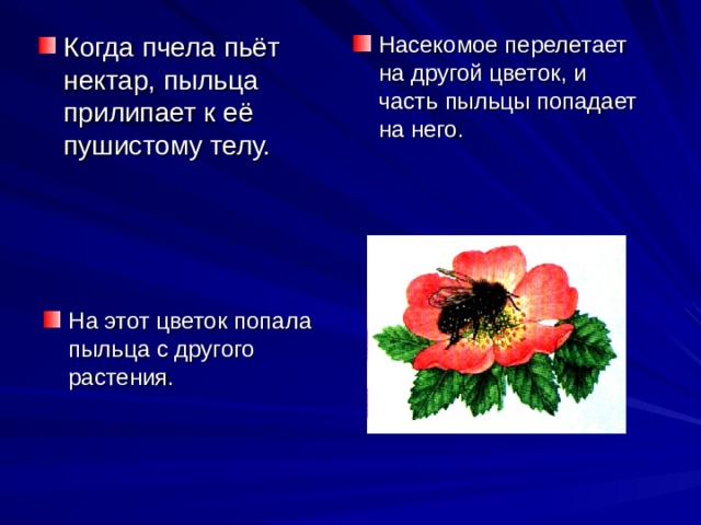 Когда пчела пьёт нектар, пыльца прилипает к её пушистому телу. Насекомое перелетает на другой цветок, и часть пыльцы попадает на него. На этот цветок попала пыльца с другого растения.