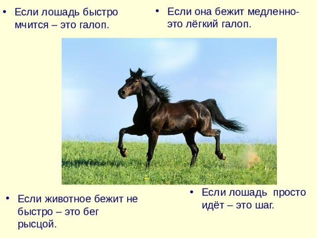 Если она бежит медленно- это лёгкий галоп. Если лошадь быстро мчится – это галоп. Если лошадь просто идёт – это шаг. Если животное бежит не быстро – это бег рысцой.