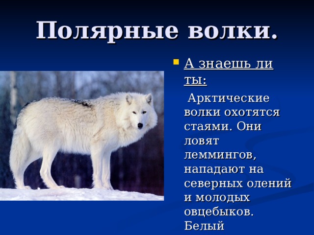 Шизо полярный волк