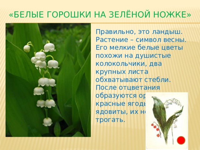 «Белые горошки на зелёной ножке»   Правильно, это ландыш. Растение – символ весны. Его мелкие белые цветы похожи на душистые колокольчики, два крупных листа обхватывают стебли. После отцветания образуются оранжево-красные ягоды. Они – ядовиты, их нельзя трогать.