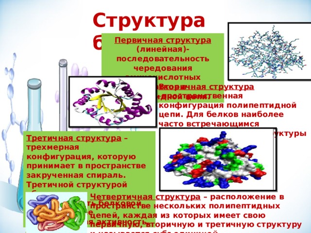 Структура белка Первичная структура (линейная)- последовательность чередования аминокислотных остатков в полипептидной цепи .  Вторичная структура - пространственная конфигурация полипептидной цепи. Для белков наиболее часто встречающимся вариантом вторичной структуры является спираль. Третичная структура – трехмерная конфигурация, которую принимает в пространстве закрученная спираль. Третичной структурой объясняется специфичность белковой молекулы и ее биологическая активность. Четвертичная структура – расположение в пространстве нескольких полипептидных цепей, каждая из которых имеет свою первичную, вторичную и третичную структуру и называется субъединицей.