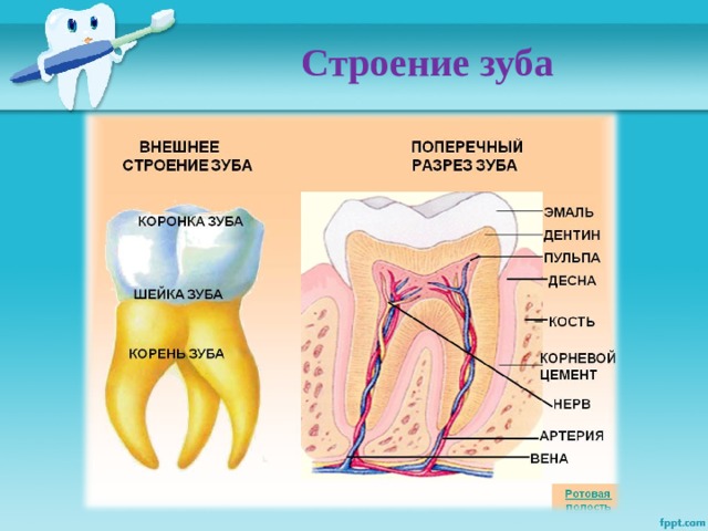 Строение зуба