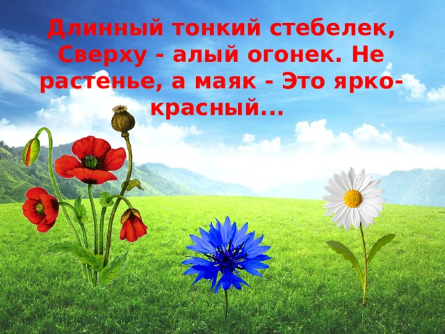 Длинный тонкий стебелек, Сверху - алый огонек. Не растенье, а маяк - Это ярко-красный...