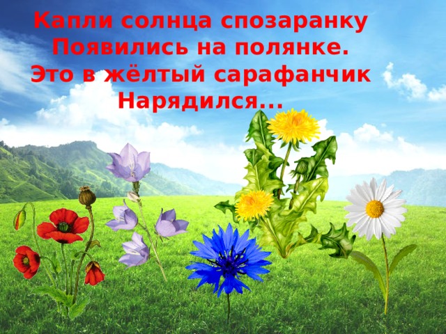 Капли солнца спозаранку  Появились на полянке.  Это в жёлтый сарафанчик  Нарядился...