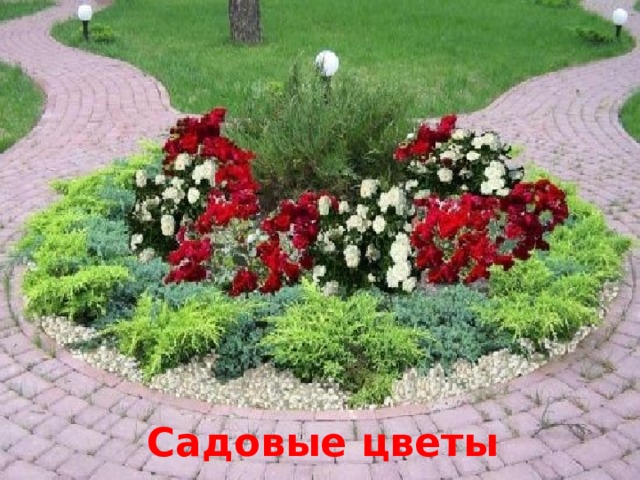 Садовые цветы