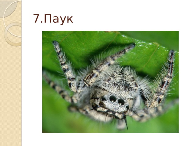 7.Паук