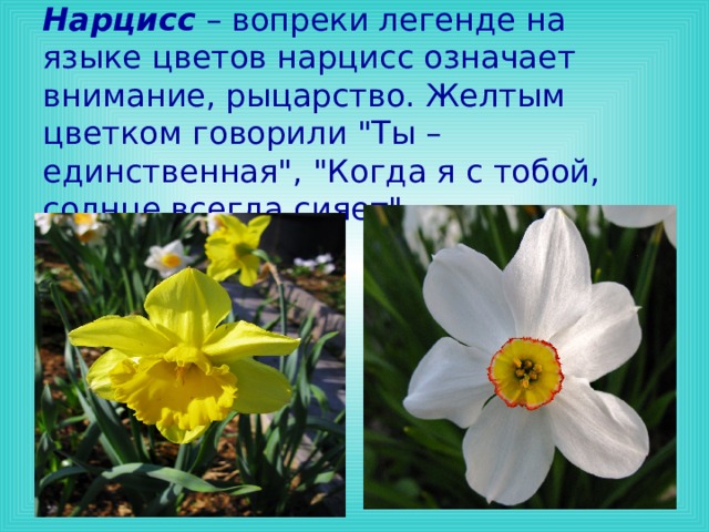Нарциссы что значат. Что означает Нарцисс на языке цветов. Желтый Нарцисс на языке цветов. Нарциссы цветы язык цветов. Что обозначает цветок Нарцисс.