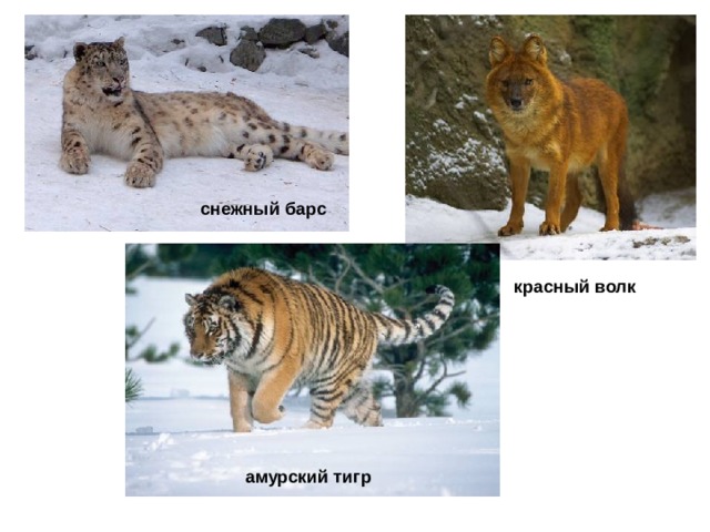 снежный барс красный волк   амурский тигр