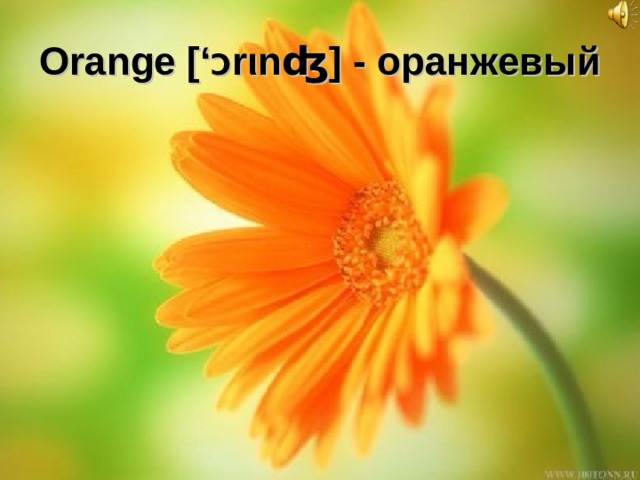 Orange [‘ Ɔ r ι nʤ] - оранжевый