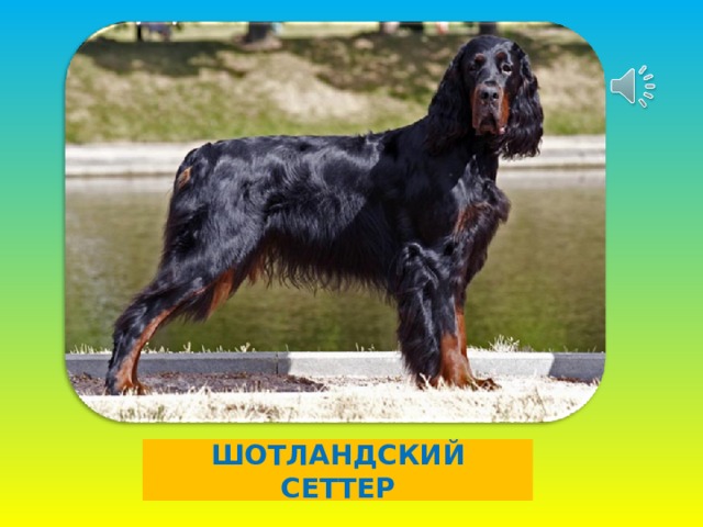 ШОТЛАНДСКИЙ СЕТТЕР