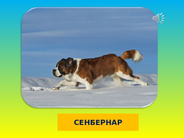 СЕНБЕРНАР