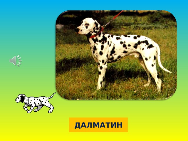 ДАЛМАТИН