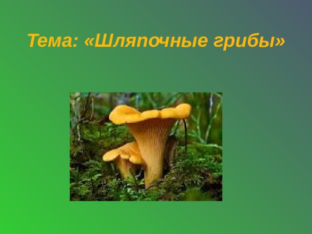 Тема: «Шляпочные грибы»