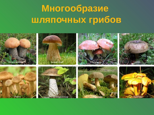 Многообразие  шляпочных грибов