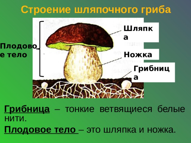 Строение шляпочного гриба Шляпка Плодовое тело Ножка Грибница Грибница  –  тонкие ветвящиеся белые нити. Плодовое тело – это шляпка и ножка.