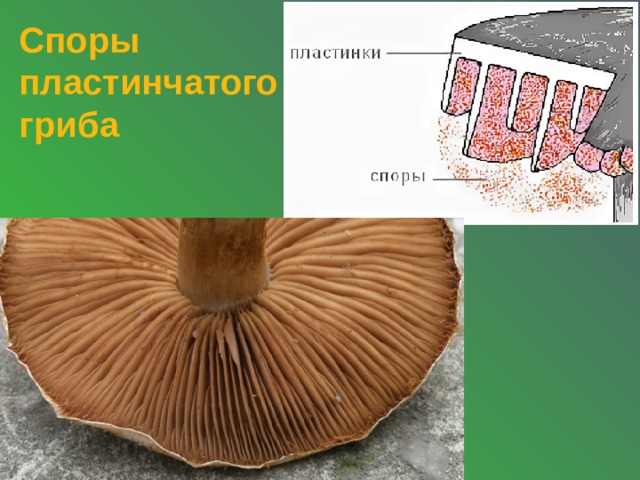 Необычные грибы презентация