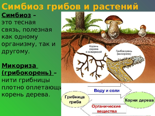 Симбиоз грибов и растений  Симбиоз –  это тесная  связь, полезная  как одному  организму, так и  другому.    Микориза  (грибокорень) –  нити грибницы  плотно оплетающие  корень дерева.