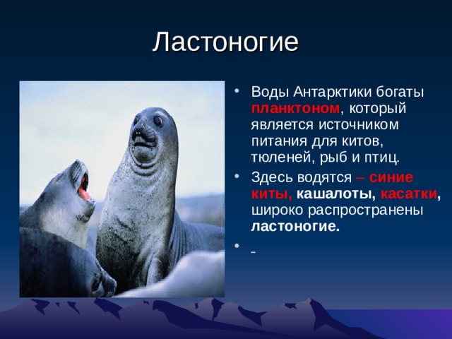 Каковы особенности природы антарктиды