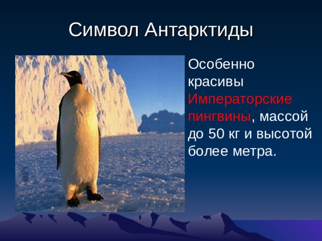 Символ Антарктиды Особенно красивы Императорские пингвины , массой до 50 кг и высотой более метра.