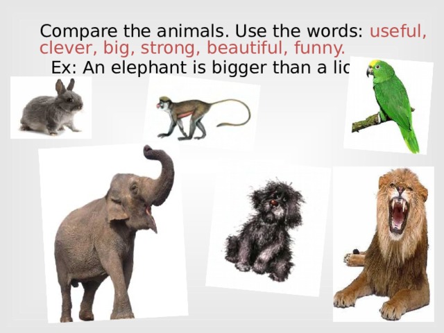 Compare the animals. Use the words: useful, clever, big, strong, beautiful, funny.  Ex: An elephant is bigger than a lion.