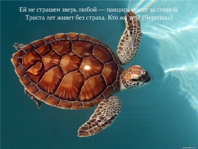 Ей не страшен зверь любой — панцирь носит за спиной. Триста лет живет без страха. Кто же это? (Черепаха)