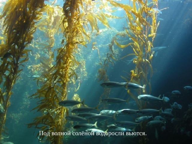 Под волной солёной водоросли вьются.