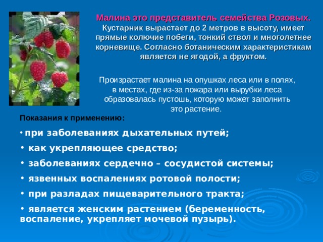 Малина это представитель семейства Розовых. Кустарник вырастает до 2 метров в высоту, имеет прямые колючие побеги, тонкий ствол и многолетнее корневище. Согласно ботаническим характеристикам является не ягодой, а фруктом. Произрастает малина на опушках леса или в полях, в местах, где из-за пожара или вырубки леса образовалась пустошь, которую может заполнить это растение. Показания к применению:  при заболеваниях дыхательных путей;  как укрепляющее средство;  заболеваниях сердечно – сосудистой системы;  язвенных воспалениях ротовой полости;  при разладах пищеварительного тракта;  является женским растением (беременность, воспаление, укрепляет мочевой пузырь).