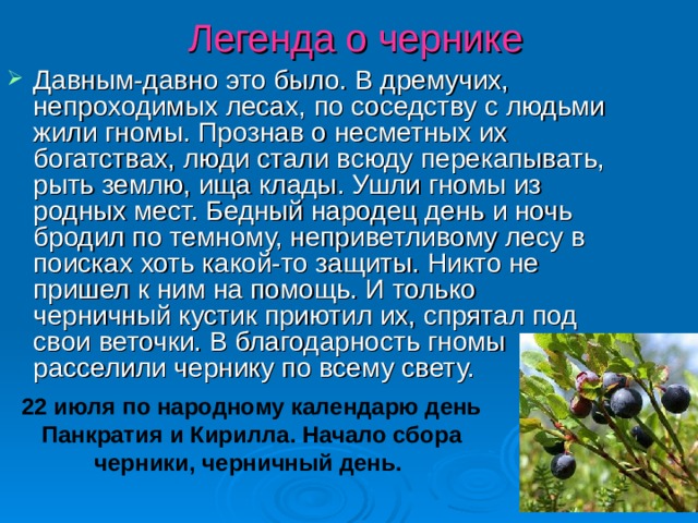 Легенда о чернике Давным-давно это было. В дремучих, непроходимых лесах, по соседству с людьми жили гномы. Прознав о несметных их богатствах, люди стали всюду перекапывать, рыть землю, ища клады. Ушли гномы из родных мест.  Бедный народец день и ночь бродил по темному, неприветливому лесу в поисках хоть какой-то защиты. Никто не пришел к ним на помощь. И только черничный кустик приютил их, спрятал под свои веточки. В благодарность гномы расселили чернику по всему свету. 22 июля по народному календарю день Панкратия и Кирилла. Начало сбора черники, черничный день.