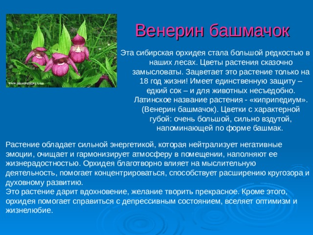 Венерин башмачок Эта сибирская орхидея стала большой редкостью в наших лесах. Цветы растения сказочно замысловаты. Зацветает это растение только на 18 год жизни! Имеет единственную защиту – едкий сок – и для животных несъедобно. Латинское название растения - «киприпедиум». (Венерин башмачок). Цветки с характерной губой: очень большой, сильно вздутой, напоминающей по форме башмак. Растение обладает сильной энергетикой, которая нейтрализует негативные эмоции, очищает и гармонизирует атмосферу в помещении, наполняют ее жизнерадостностью. Орхидея благотворно влияет на мыслительную деятельность, помогает концентрироваться, способствует расширению кругозора и духовному развитию. Это растение дарит вдохновение, желание творить прекрасное. Кроме этого, орхидея помогает справиться с депрессивным состоянием, вселяет оптимизм и жизнелюбие.