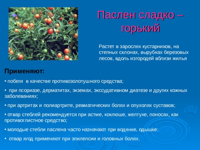 Паслен сладко – горький Растет в зарослях кустарников, на степных склонах, вырубках березовых лесов, вдоль изгородей вблизи жилья Применяют: