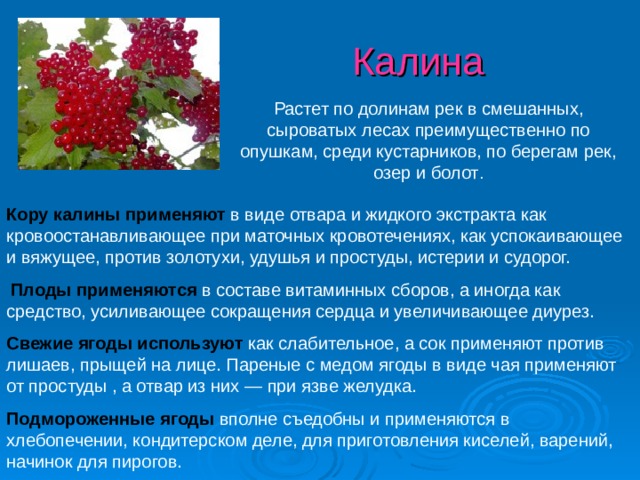 Калина Растет по долинам рек в смешанных, сыроватых лесах преимущественно по опушкам, среди кустарников, по берегам рек, озер и болот . Кору калины применяют  в виде отвара и жидкого экстракта как кровоостанавливающее при маточных кровотечениях, как успокаивающее и вяжущее, против золотухи, удушья и простуды, истерии и судорог.  Плоды применяются  в составе витаминных сборов, а иногда как средство, усиливающее сокращения сердца и увеличивающее диурез. Свежие ягоды используют  как слабительное, а сок применяют против лишаев, прыщей на лице. Пареные с медом ягоды в виде чая применяют от простуды , а отвар из них — при язве желудка. Подмороженные ягоды  вполне съедобны и применяются в хлебопечении, кондитерском деле, для приготовления киселей, варений, начинок для пирогов.