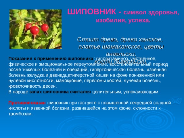 ШИПОВНИК - символ здоровья, изобилия, успеха. Стоит древо, древо ханское,   платье шамаханское, цветы ангельски,  когти дьявольски.    Показания к применению шиповника : гиповитаминоз, умственное, физическое и эмоциональное переутомление, восстановительный период после тяжелых болезней и операций, гипертоническая болезнь, язвенная болезнь желудка и двенадцатиперстной кишки на фоне пониженной или нулевой кислотности, малокровие, переломы костей, лучевая болезнь, кровоточивость десен.   В народе запах шиповника считался целительным, успокаивающим.  Противопоказан шиповник при гастрите с повышенной секрецией соляной кислоты и язвенной болезни, развившейся на этом фоне, склонности к тромбозам.