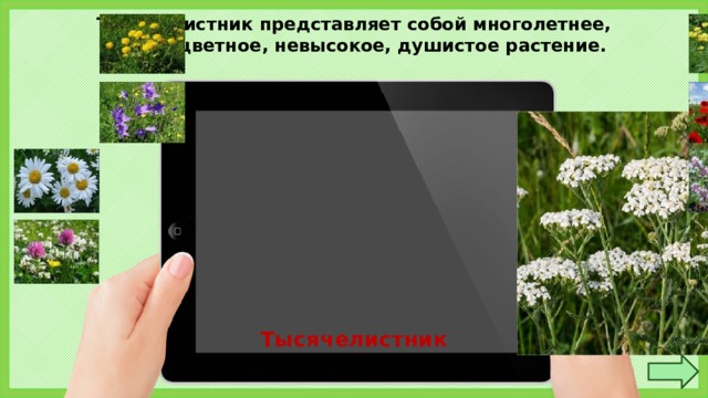 Тысячелистник представляет собой многолетнее, сложноцветное, невысокое, душистое растение. Тысячелистник