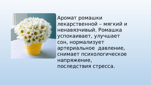 Аромат ромашки лекарственной – мягкий и ненавязчивый. Ромашка успокаивает, улучшает сон, нормализует артериальное давление, снимает психологическое напряжение, последствия стресса.