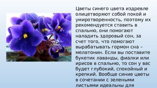 Цветы синего цвета издревле олицетворяют собой покой и умиротворенность, поэтому их рекомендуется ставить в спальню, они помогают наладить здоровый сон, за счет того, что помогают вырабатывать гормон сна – мелатонин. Если вы поставите букетик лаванды, фиалки или ирисов в спальню, то сон у вас будет глубокий, спокойный и крепкий. Вообще синие цветы в сочетании с зелеными листьями идеальны для нормализации отношений с собой и миром.