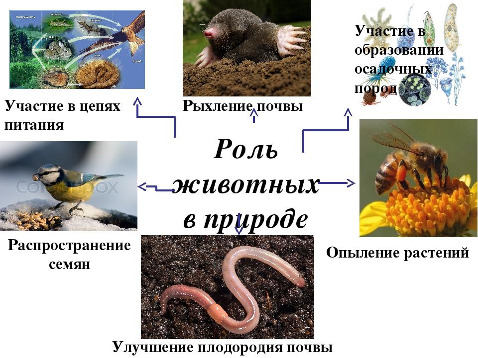 Изменения жизни животных летом 5 класс биология