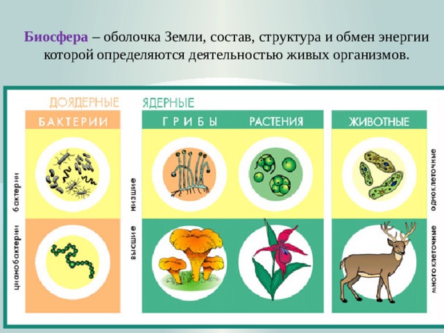 Биосфера  – оболочка Земли, состав, структура и обмен энергии которой определяются деятельностью живых организмов.