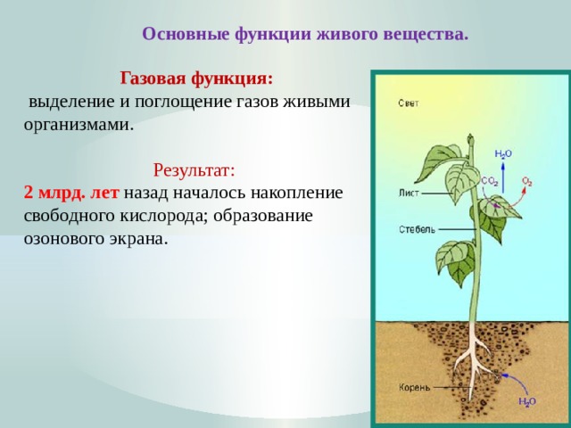 Основные функции живого вещества. Газовая функция:  выделение и поглощение газов живыми организмами. Результат: 2 млрд. лет назад началось накопление свободного кислорода; образование озонового экрана.