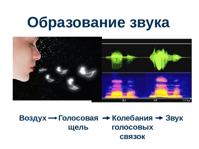 Образование звука Воздух Голосовая щель Колебания голосовых связок Звук