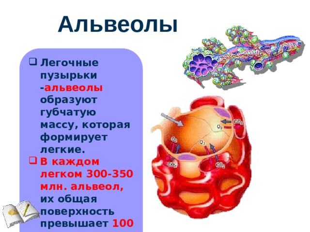 Стенка альвеол верно все кроме