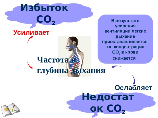 Избыток СО 2 В результате усиления вентиляции легких дыхание приостанавливается, т.к. концентрация CO 2 в крови снижается.  Усиливает Частота и глубина дыхания Ослабляет Недостаток СО 2