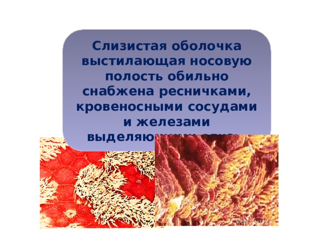 Слизистая оболочка выстилающая носовую полость обильно снабжена ресничками, кровеносными сосудами и железами выделяющими слизь.