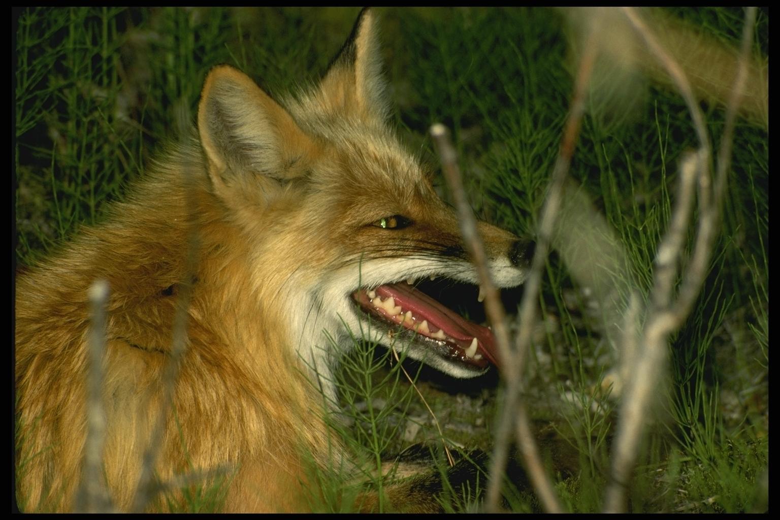 Нападение лисы